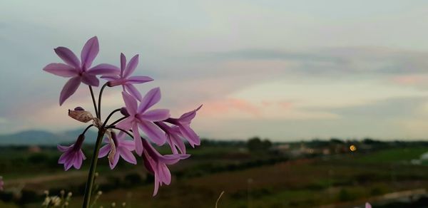 Close-up of pink flowering plants on field against sky