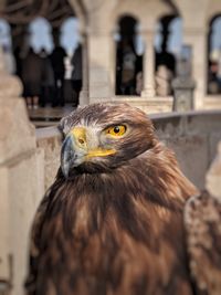 Close-up portrait of owl