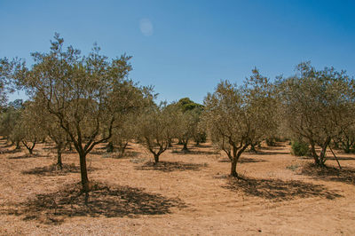 View of olive tree plantation near the village of lourmarin, in the french provence.