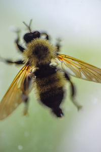 Close-up of bee