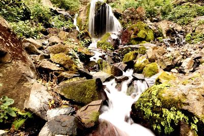 Scenic view of waterfall in forest
