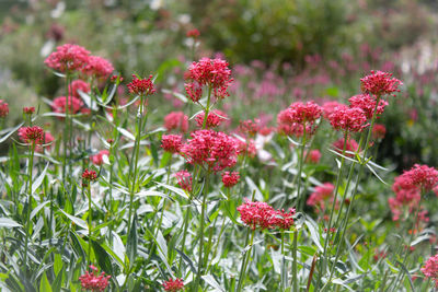 Close-up of pink flowers blooming in field