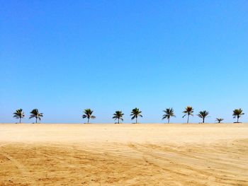 Palm trees on beach against clear blue sky