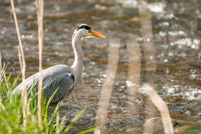 High angle view of heron perching in lake