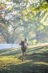 Horse standing on field