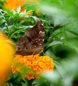 Close-up of butterfly pollinating on flower