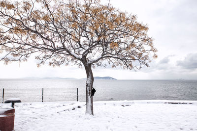 Tree by sea against sky during winter