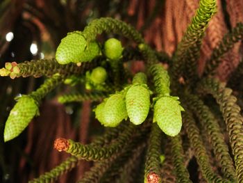 Close-up of fern