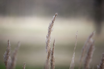 Close-up of plant