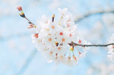 Close-up of cherry blossom