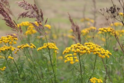 Close-up of yellow flowering plant on field