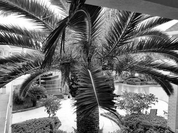 Close-up of palm tree in greenhouse