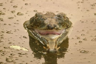 Close-up of alligator with open jaws