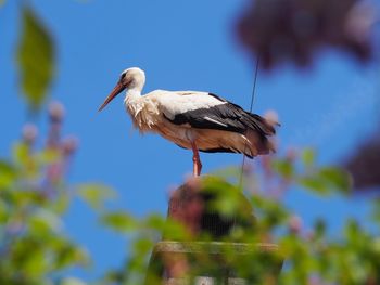 Low angle view of stork against the sky