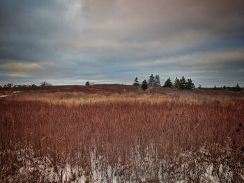 Scenic view of field against sky