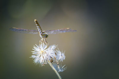 Close-up of insect on purple flower