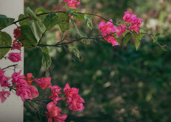 Close-up of pink bougainvillea blooming outdoors