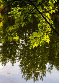 Reflection of trees on lake in forest