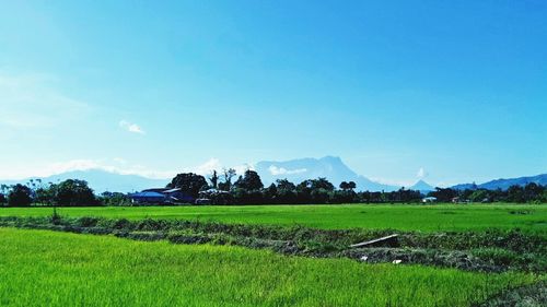 Scenic view of field against clear blue sky