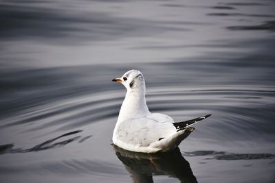 View of birds in water