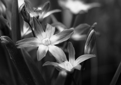 Close-up of flowering plant