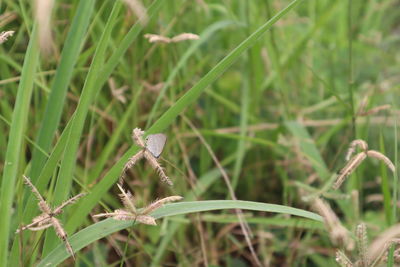 Close-up of insect on grass