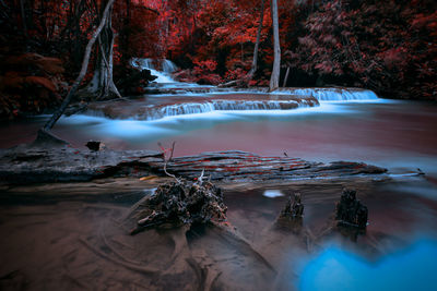 Scenic view of river in forest