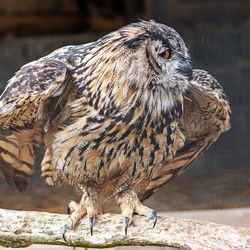 Close-up of owl perching on wood