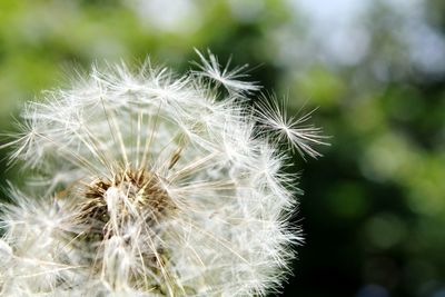 Close-up of dandelion flower