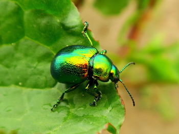 High angle view of june beetle on leaf