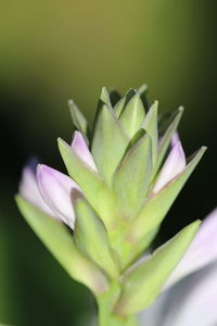 Close-up of purple flowering plant