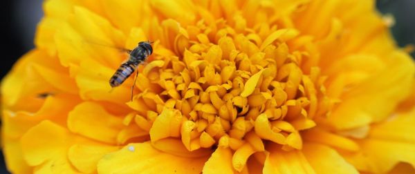 Close-up of insect on yellow flower