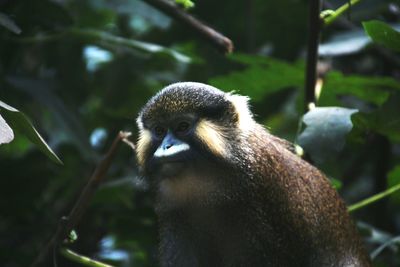 Close-up of an animal