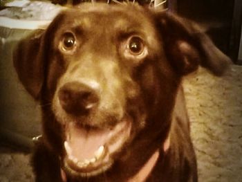 Portrait of a dog
