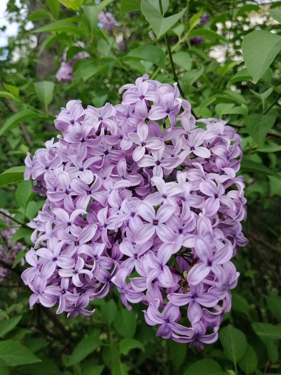 CLOSE-UP OF PURPLE BLUE FLOWERS