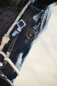 Close-up of rope on boat against sky