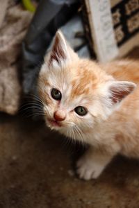 Portrait of ginger kitten on ground