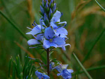 Close-up of purple flowers