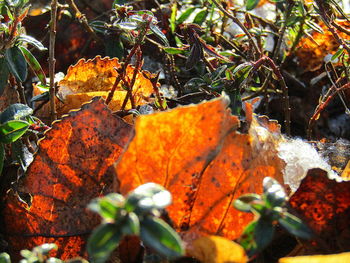 Close-up of orange maple leaf