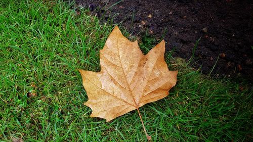 High angle view of maple leaf on land