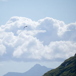 Low angle view of bird flying against sky