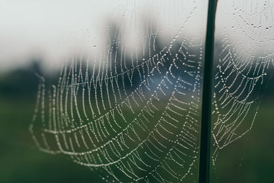 Close-up of wet spider web in rainy season