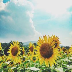 Sunflower field against sky