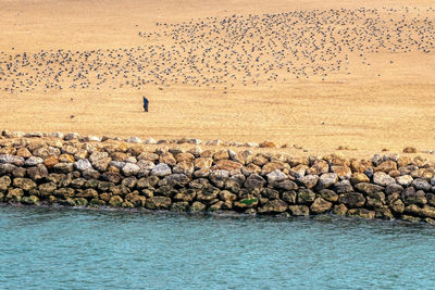 Flock of birds on rock