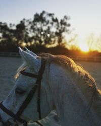 Close-up of a horse on field against sky