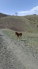 animal