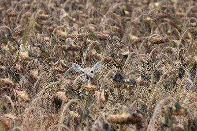 Deer amidst wilted sunflower field