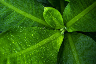 Full frame shot of leaves