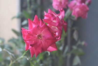 Close-up of pink hibiscus blooming outdoors