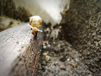 Close-up of snail